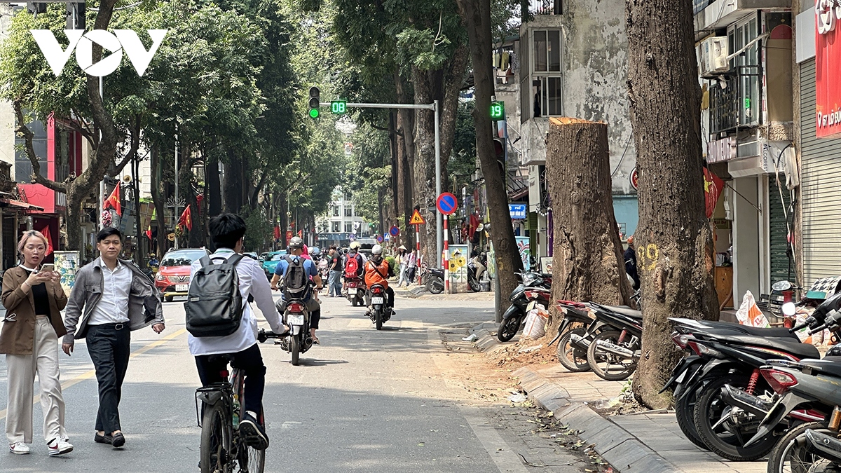 ha noi khan truong kiem tra hien trang cay sao den tren tuyen pho lo Duc hinh anh 2