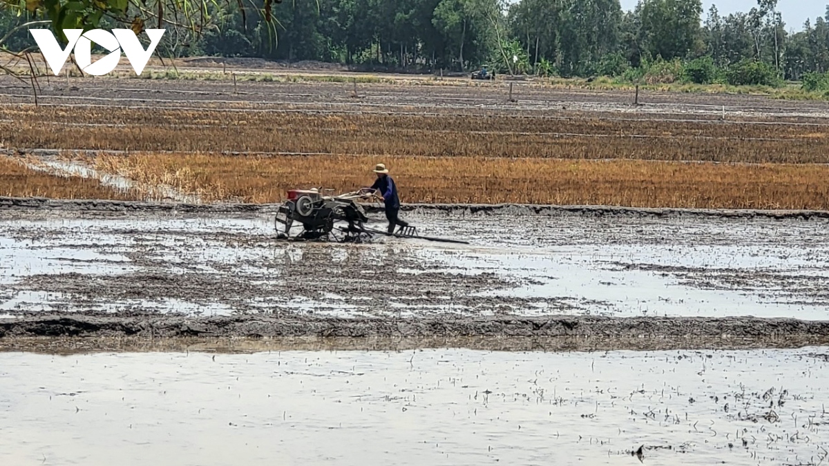 Trúng mùa được giá lúa Đông Xuân, nông dân Hậu Giang xuống giống vụ Hè Thu