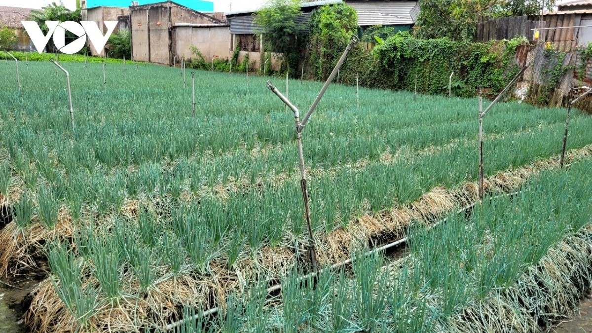 hang tram ha hoa mau o tien giang co nguy co mat mua do kho han hinh anh 2