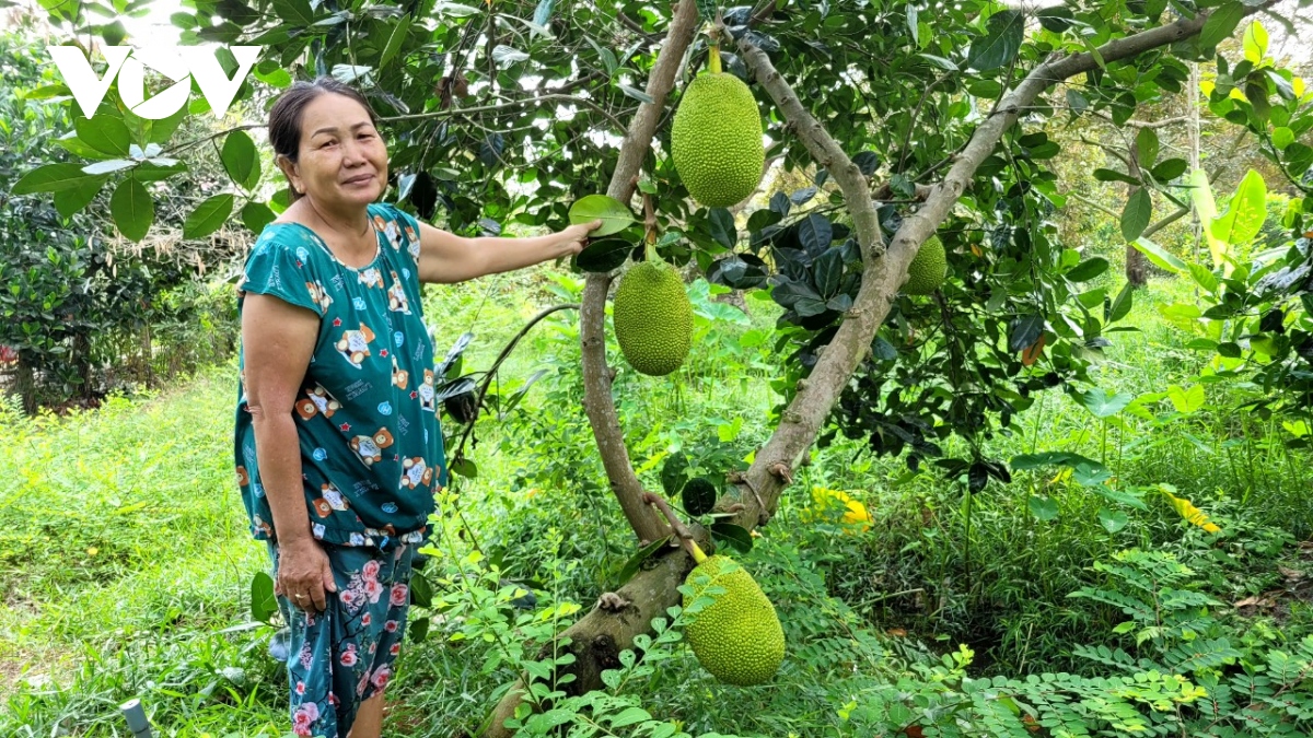 Giữa mùa hạn mặn, nhà vườn Tiền Giang bội thu từ vườn mít