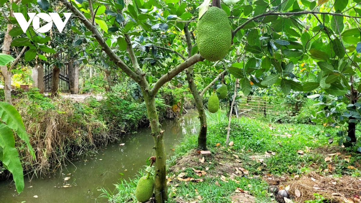 giua mua han man, nha vuon tien giang boi thu tu vuon mit hinh anh 1