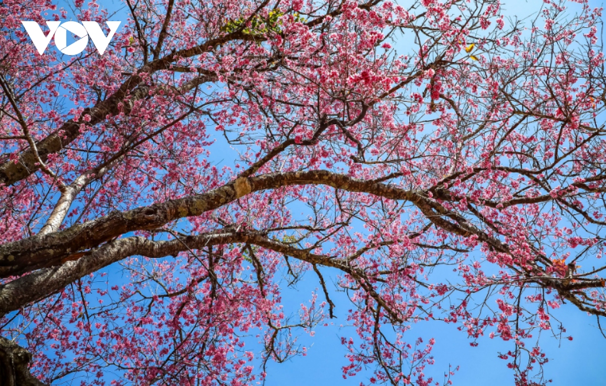 ngam mai anh dao khoe sac nhuom hong pho phuong Da lat hinh anh 1