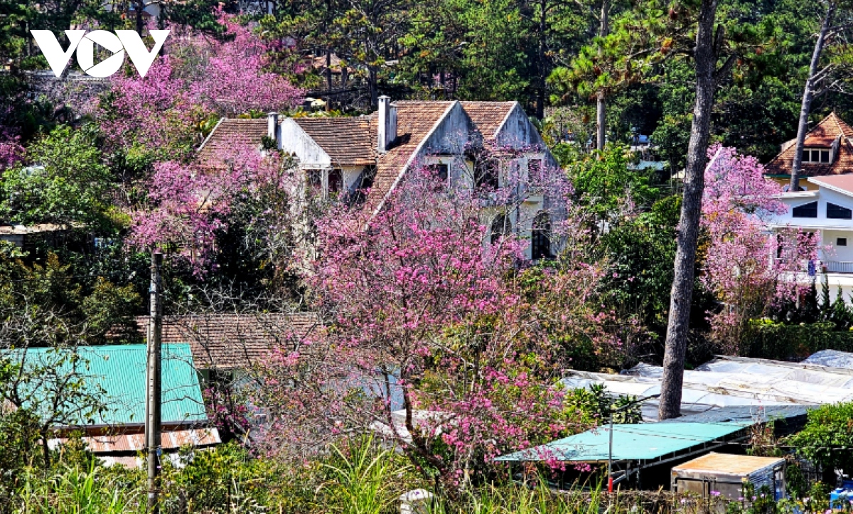 ngam mai anh dao khoe sac nhuom hong pho phuong Da lat hinh anh 2