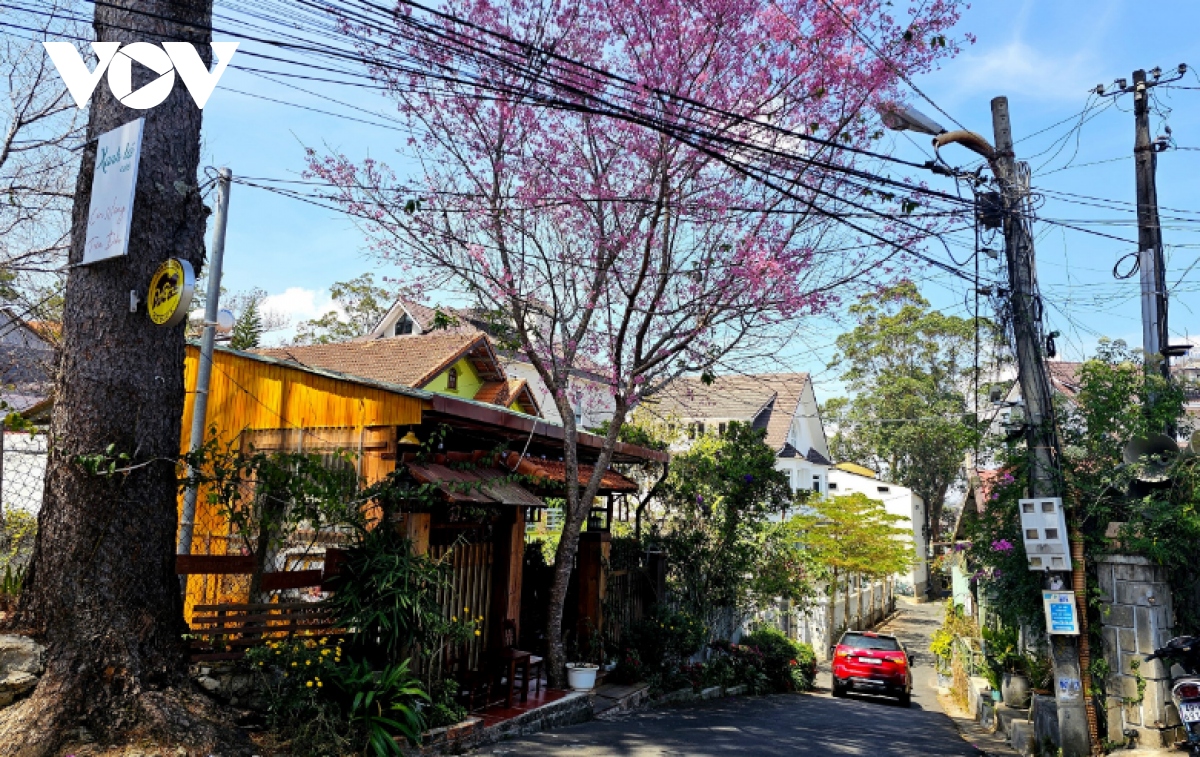 ngam mai anh dao khoe sac nhuom hong pho phuong Da lat hinh anh 4