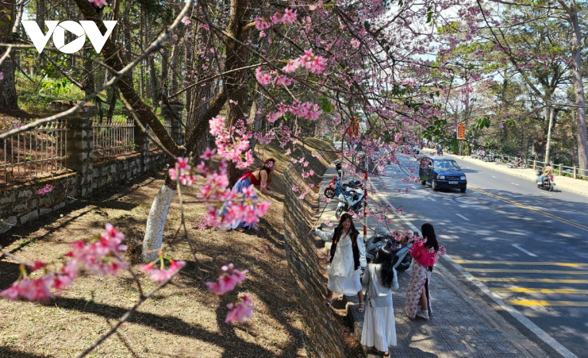 ngam mai anh dao khoe sac nhuom hong pho phuong Da lat hinh anh 12