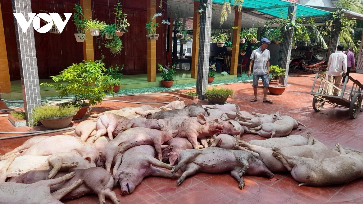 tien giang cong bo het dich ta heo chau phi tai xa xuan Dong hinh anh 2