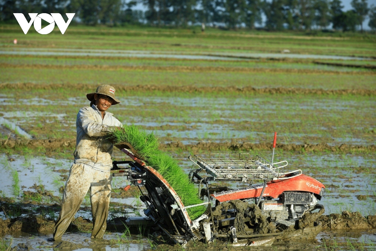 quang tri chuyen doi hon 237ha dat lua sang trong cac loai cay khac hinh anh 1