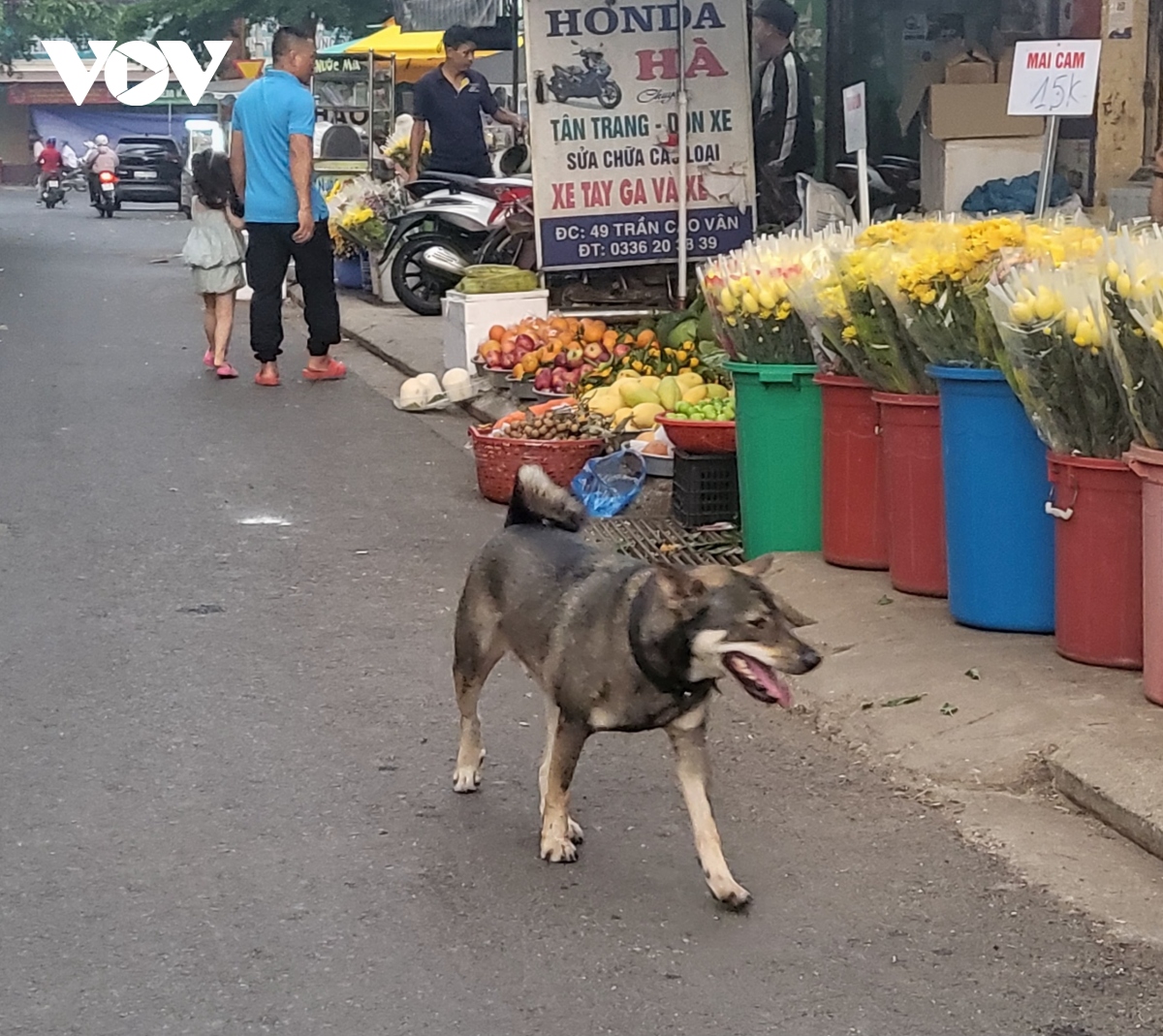 nang cao nhan thuc cong dong - giai phap hieu qua de phong ngua benh dai hinh anh 1