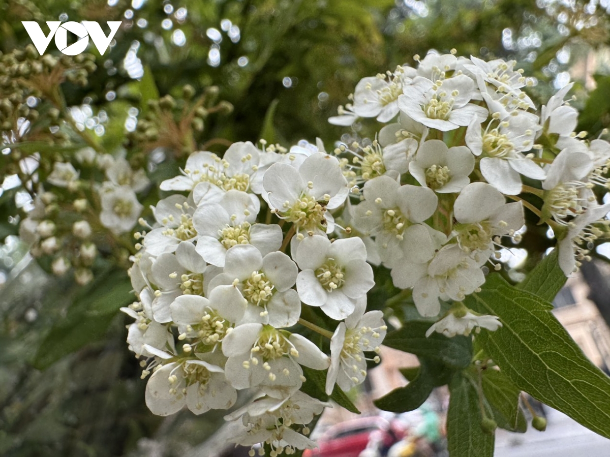 Mê loài hoa trắng tinh khôi, dân Hà Thành đua nhau mua về cắm chơi