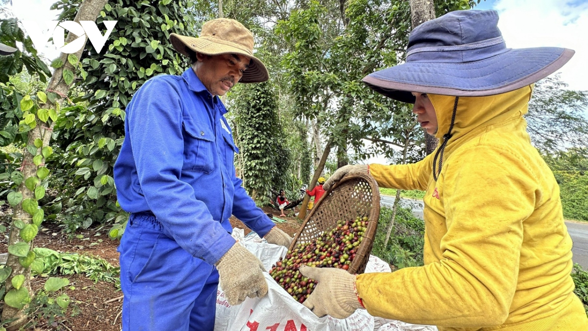 Giá cà phê hôm nay 10/4: Cà phê trong nước lập kỷ lục thu mua 105.000 đồng/kg