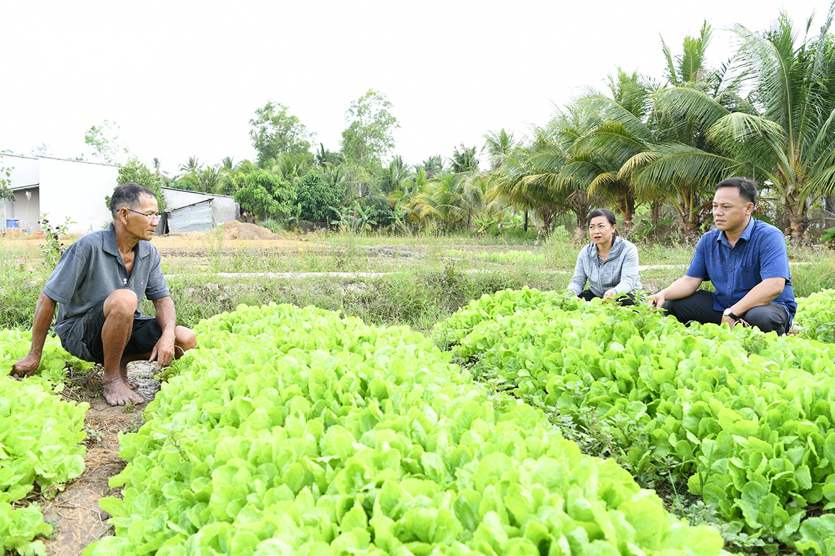 Mùa hạn mặn vẫn kiếm thu nhập khá nhờ chuyển đổi trồng màu ngắn ngày