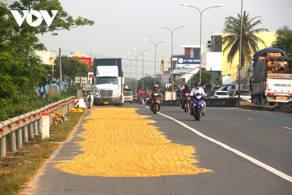 Phơi lúa trên Quốc lộ 1A, nguy cơ mất an toàn giao thông