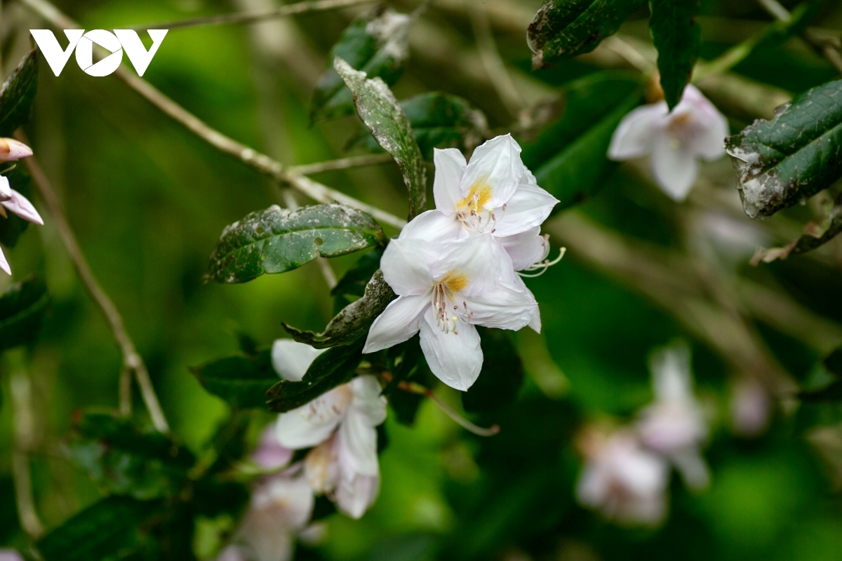 Flowers bloom on the summit of Phia Oac