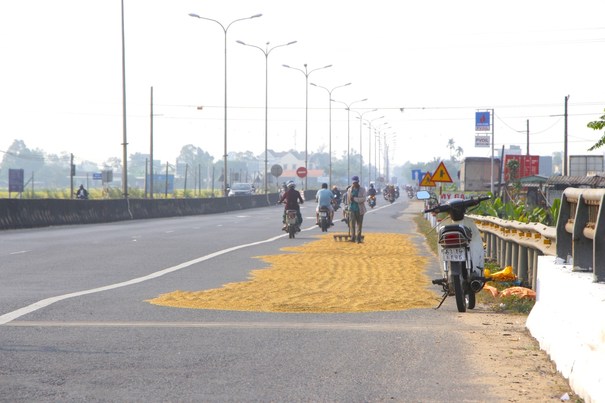 phoi lua tren quoc lo 1a, nguy co mat an toan giao thong hinh anh 1