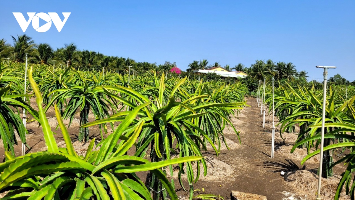 trai thanh long sot gia mua kho han, nha vuon tien giang lai to hinh anh 2