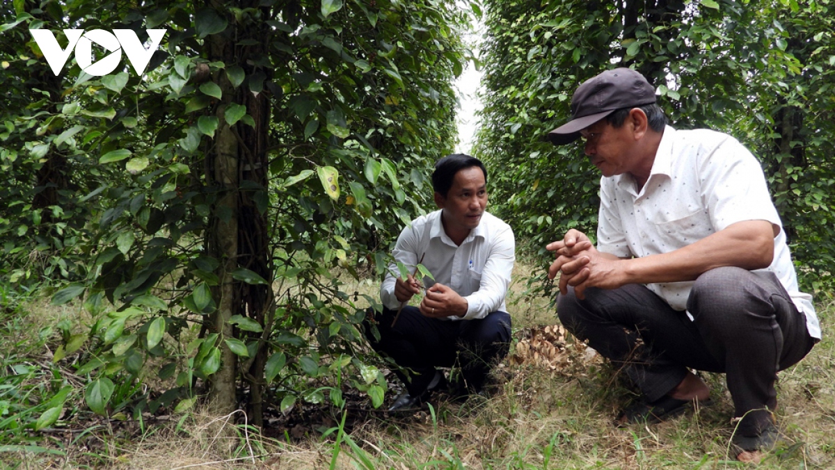 Giá hồ tiêu tăng cao nhưng người dân Bình Phước vẫn không vui