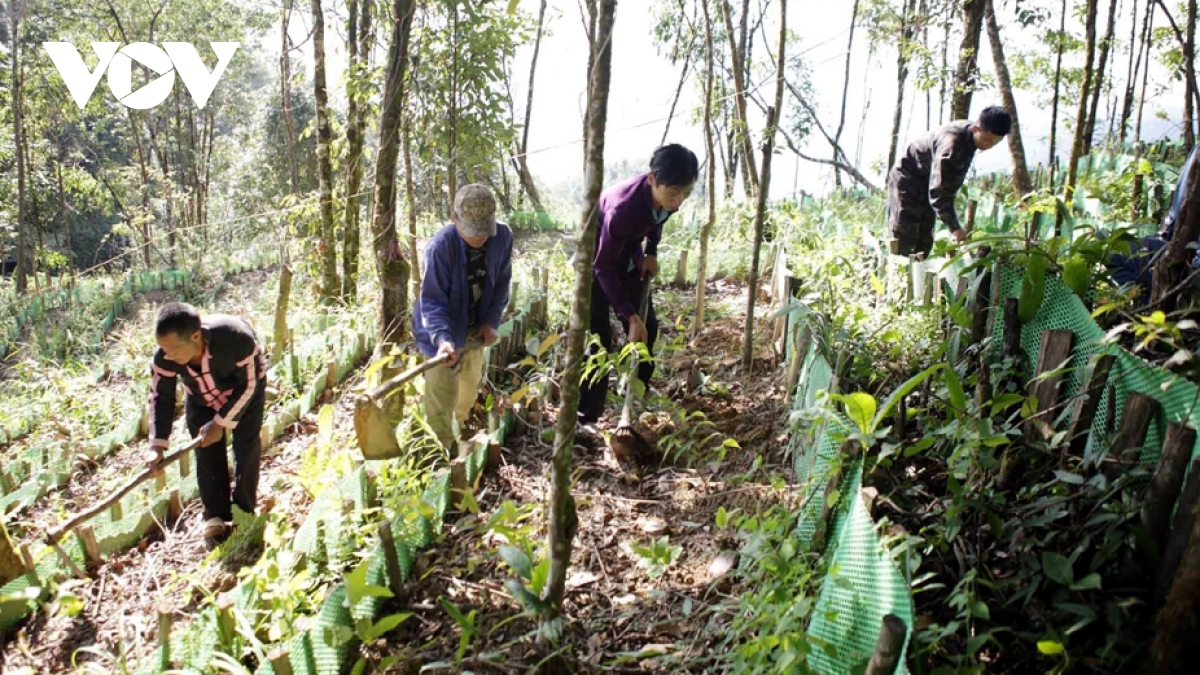Lai Châu phấn đấu phát triển 3.000 ha sâm vào năm 2030