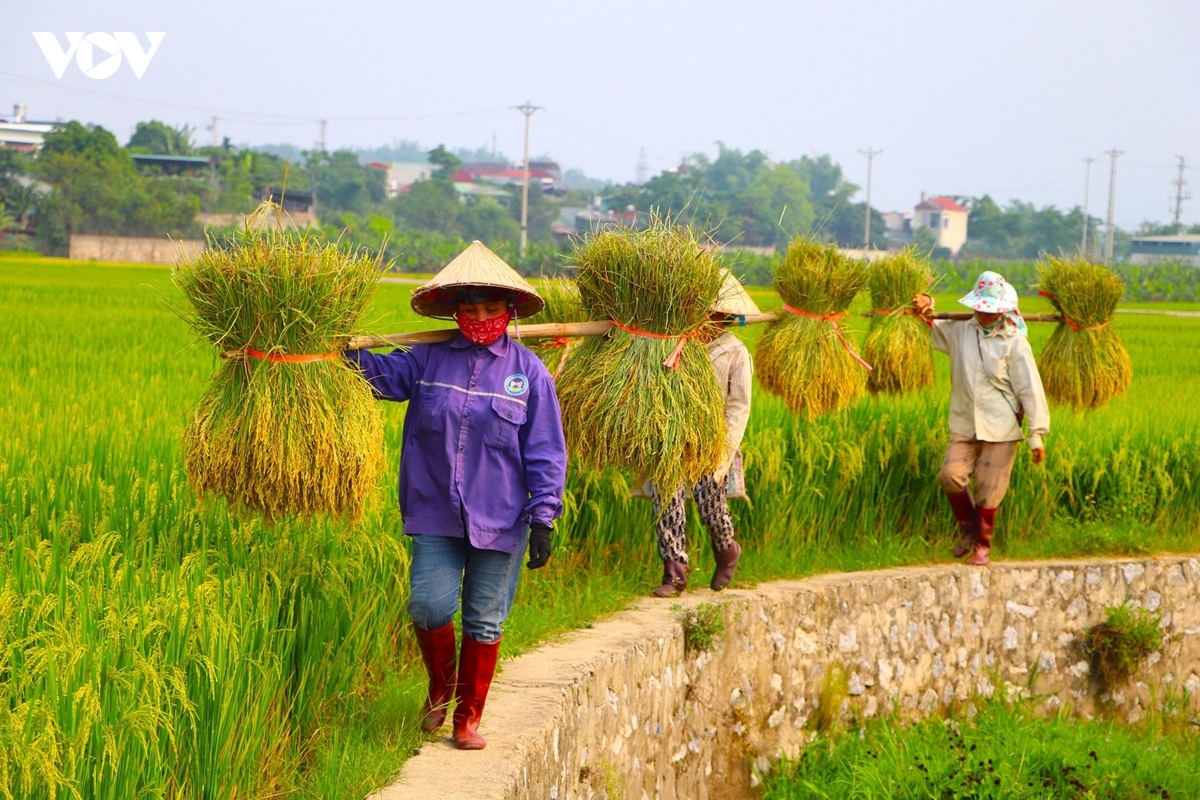 nong dan muong thanh phan khoi thu hat ngoc vang hinh anh 9