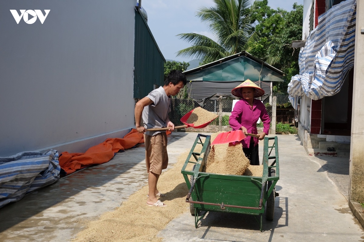 nong dan muong thanh phan khoi thu hat ngoc vang hinh anh 10