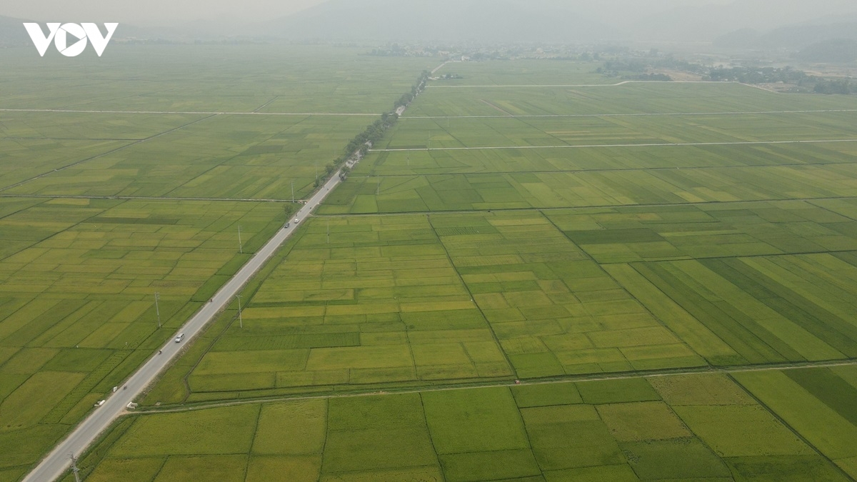 nong dan muong thanh phan khoi thu hat ngoc vang hinh anh 1