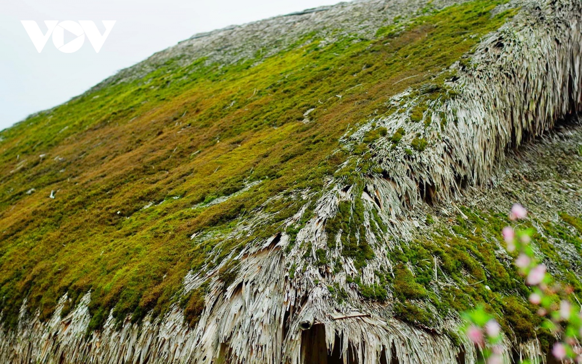  lac loi o ban lang phu reu xanh tren day tay con linh ha giang hinh anh 3