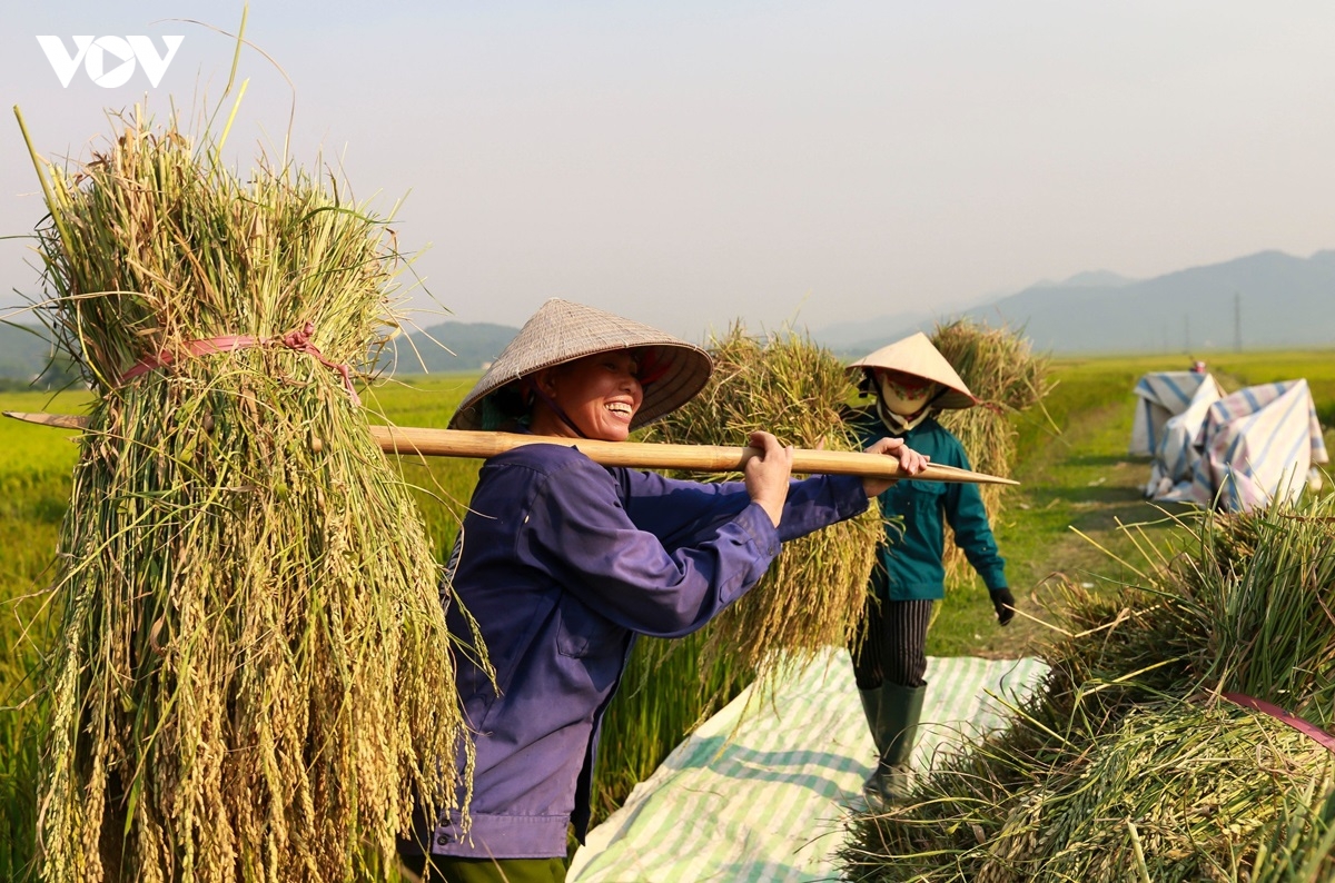 nong dan muong thanh phan khoi thu hat ngoc vang hinh anh 4