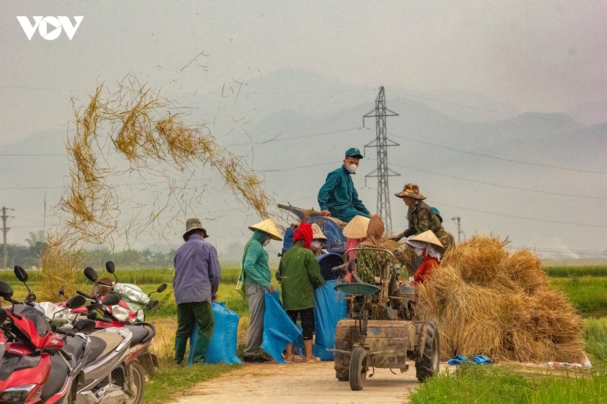 nong dan muong thanh phan khoi thu hat ngoc vang hinh anh 7