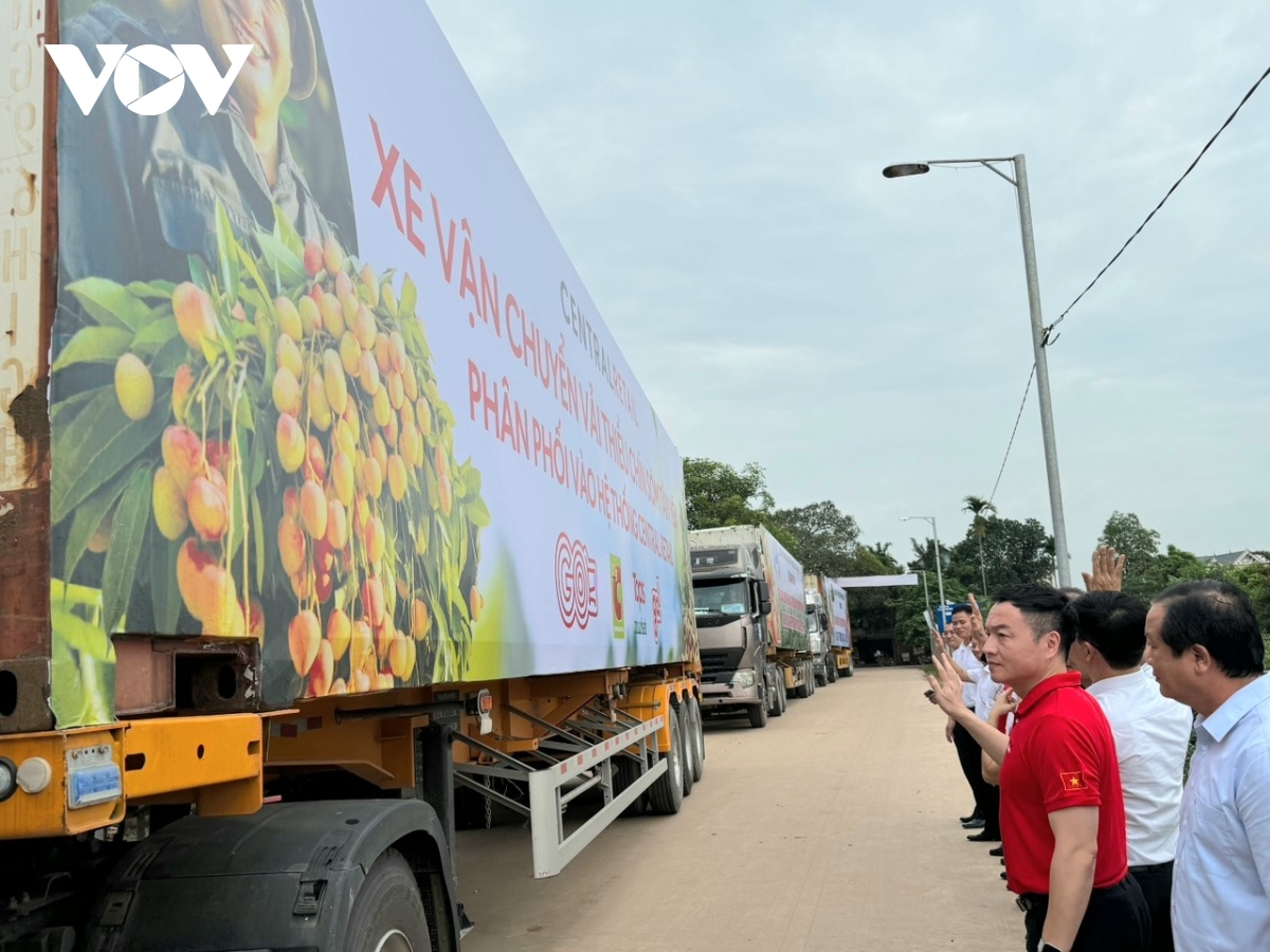 Bắc Giang kết nối tiêu thụ vải thiều chín sớm Tân Yên