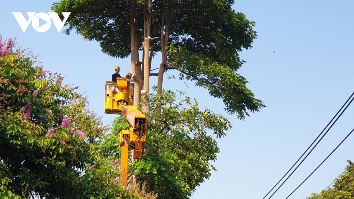 Công nhân xanh ở đô thị rừng Buôn Ma Thuột đắk lắk