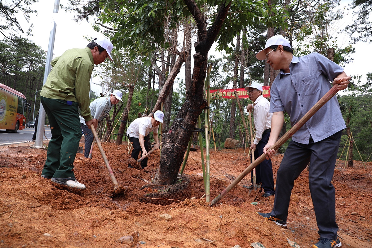 trong hang ngan cay xanh doc tuyen deo prenn Da lat hinh anh 3