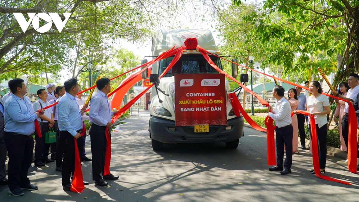 Dong thap xuat khau lo cu sen dau tien sang nhat ban hinh anh 1