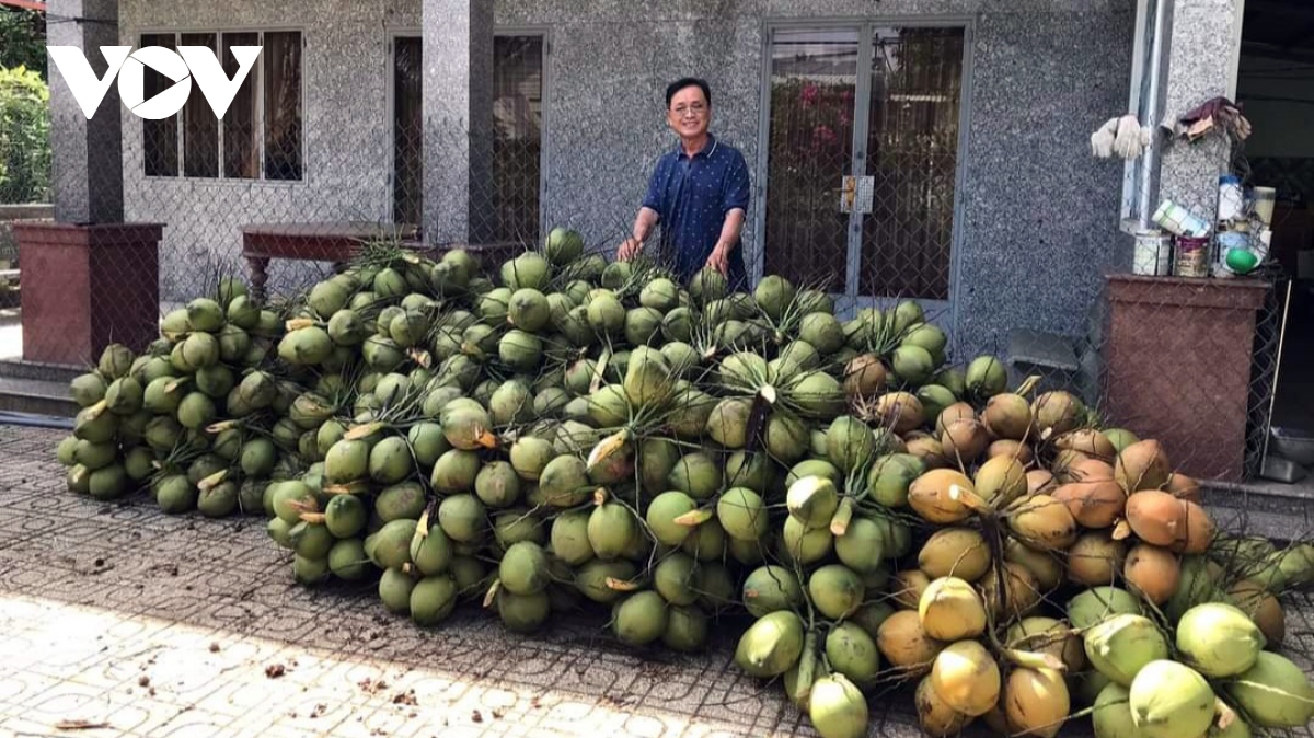 trai dua xiem o tien giang khan hang, sot gia, thuong lai san lung thu mua hinh anh 2