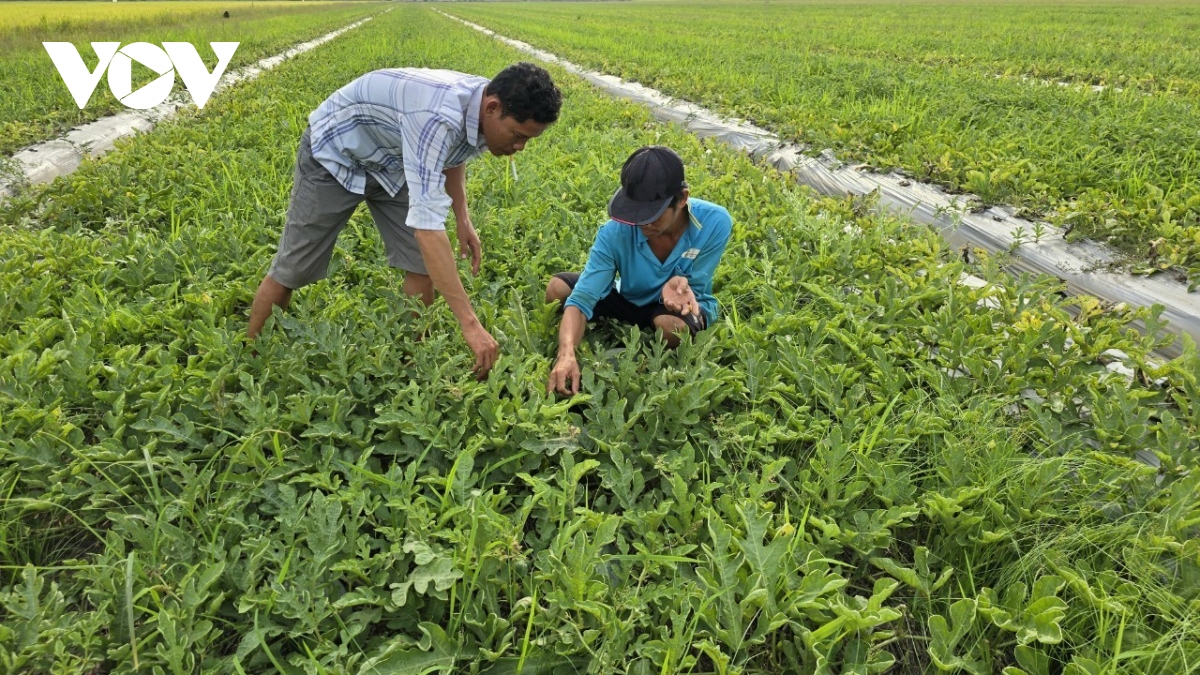 Mưa to trên diện rộng vườn cây tốt tươi nước mặn giảm dần ở Tiền Giang