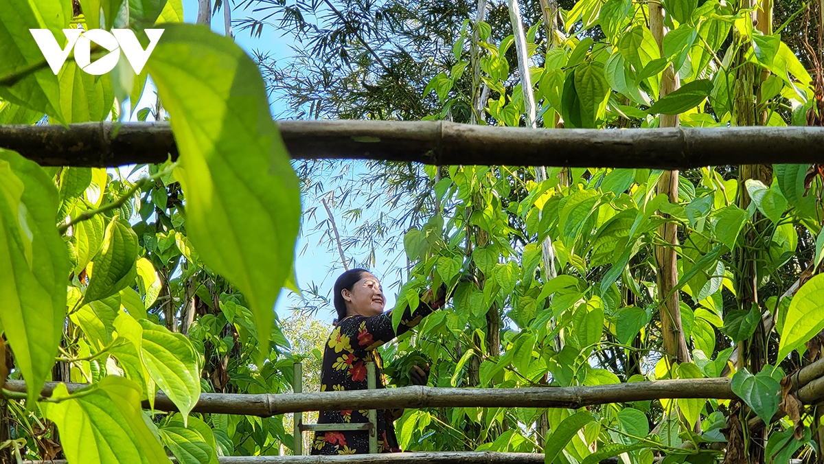 ve hau giang ngam lang trau lon nhat mien tay hinh anh 11