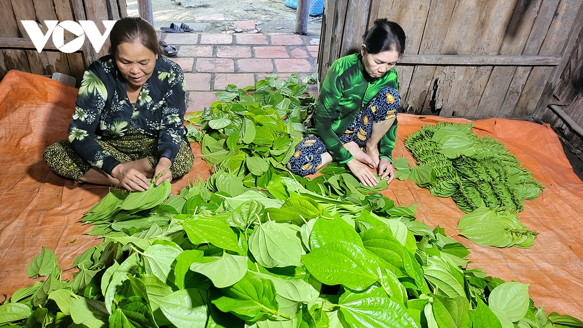 ve hau giang ngam lang trau lon nhat mien tay hinh anh 14