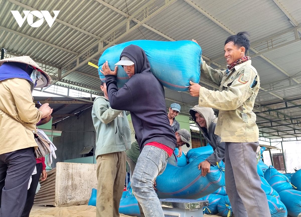 lua duoc mua, duoc gia, nong dan Dak lak phan khoi don mua vang hinh anh 3