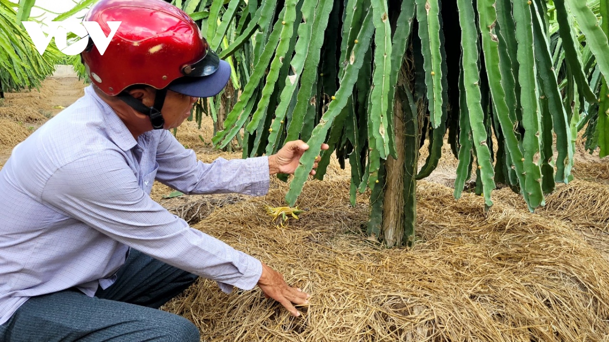 thanh long tang gia, nha vuon ngay dem canh giu cay hinh anh 2