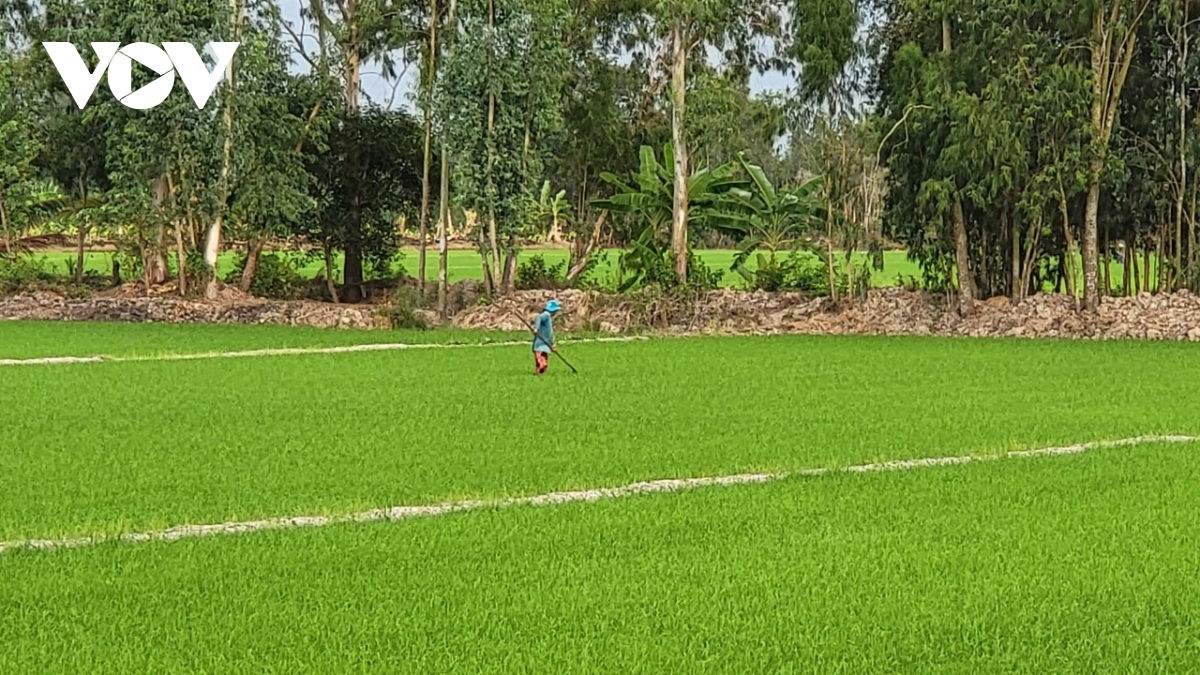 hau giang vuot qua mua han man hinh anh 4