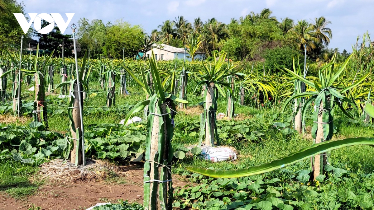 vung ngot hoa go cong nong dan trong hoa mau mua kho thu lai cao hinh anh 1