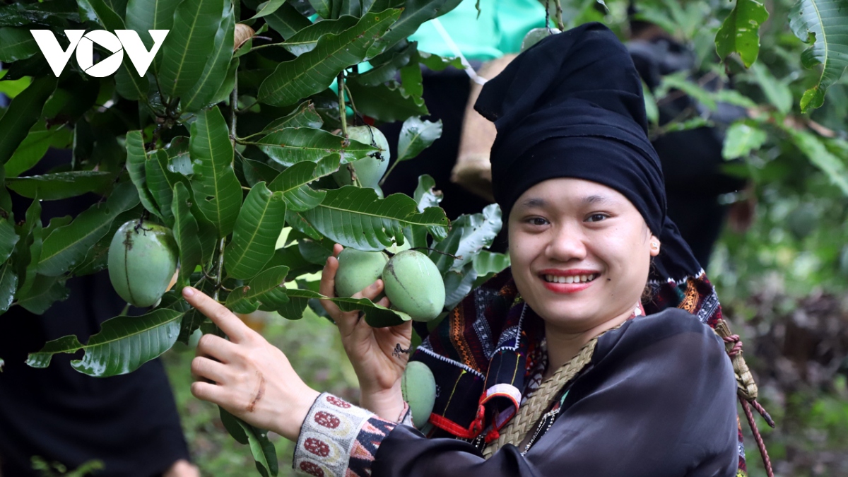 Sôi động Ngày hội xoài Yên Châu ở Sơn La