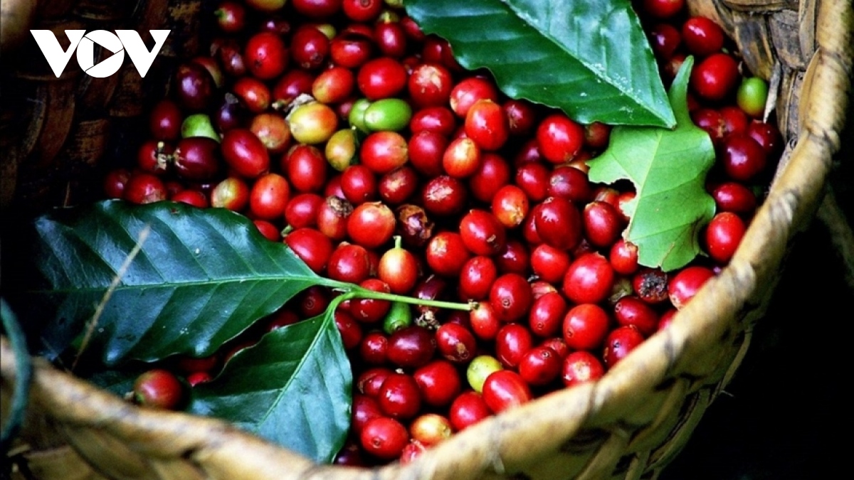 Giá cà phê hôm nay 4/8: Giá cà phê Robusta, Arabica tiếp đà tăng