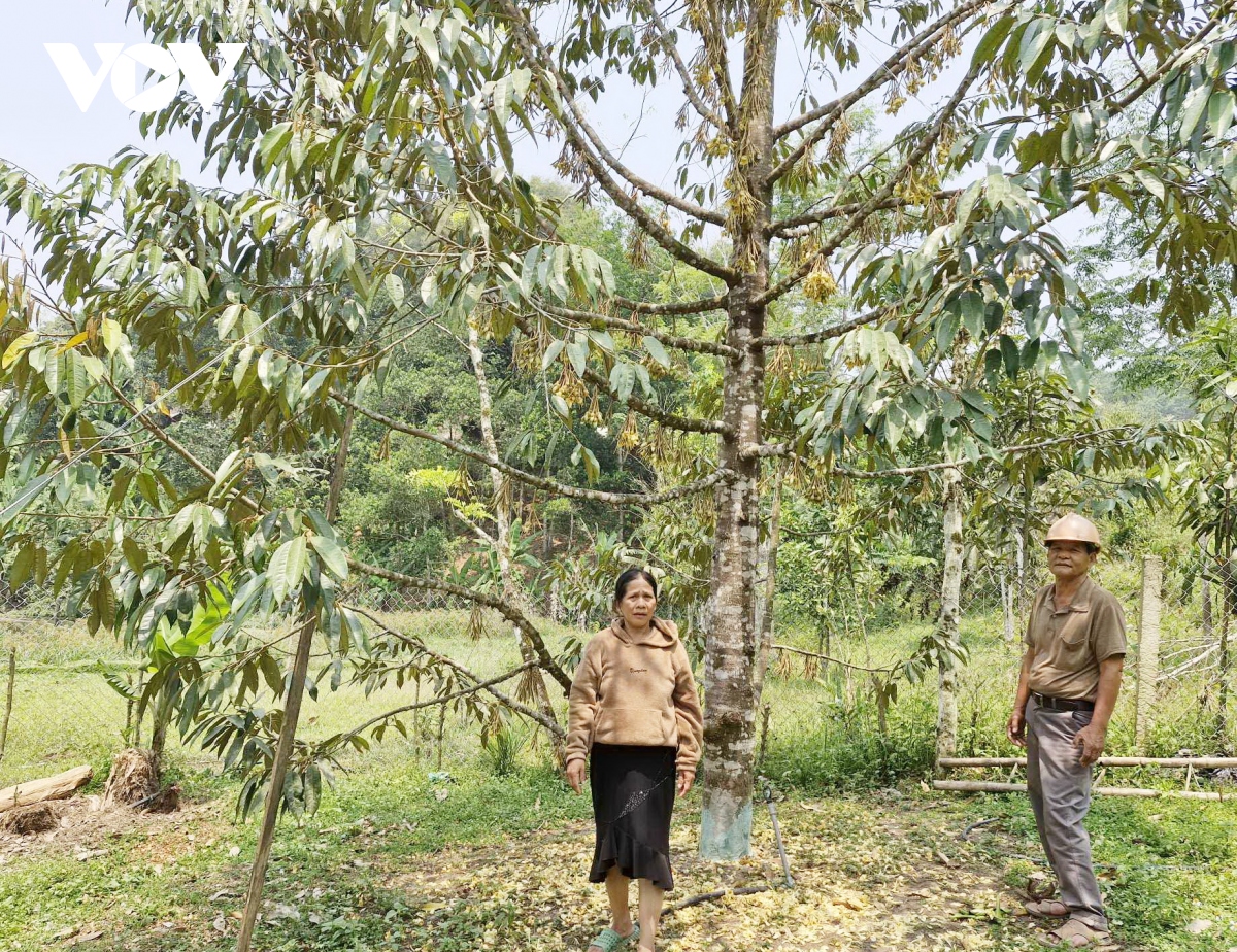 Dong bao co tu quang nam thoat ngheo tu mo hinh trong cay an qua hinh anh 1