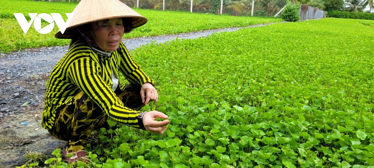 vu rau mau dau mua o tien giang mua sot gia nhung kho trong hinh anh 2