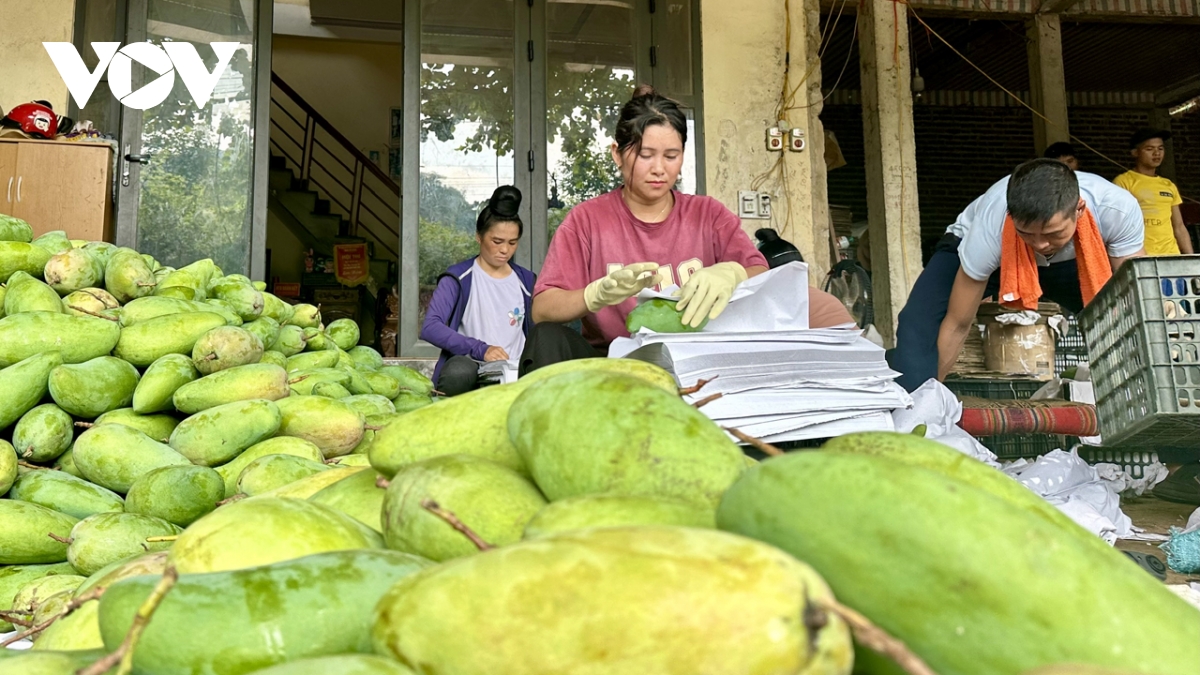 Sơn La thu hút đầu tư phát triển nông nghiệp xanh, bền vững