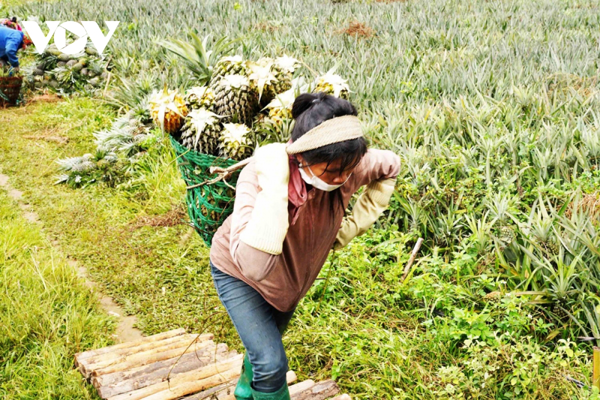 mua dua ngot tren dat lai chau hinh anh 2