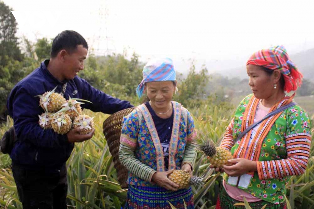 mua dua ngot tren dat lai chau hinh anh 3