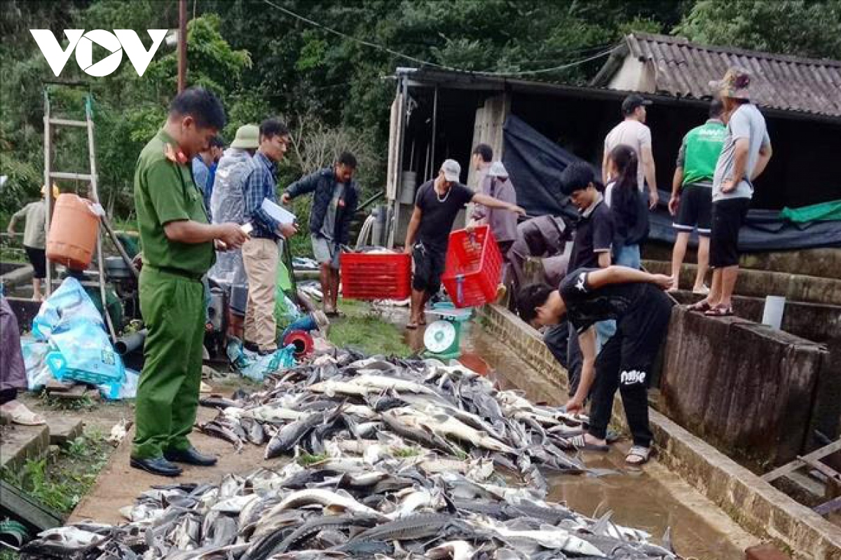 Gần 11 tấn cá tầm ở Lai Châu chết bất thường, thiệt hại hàng tỷ đồng