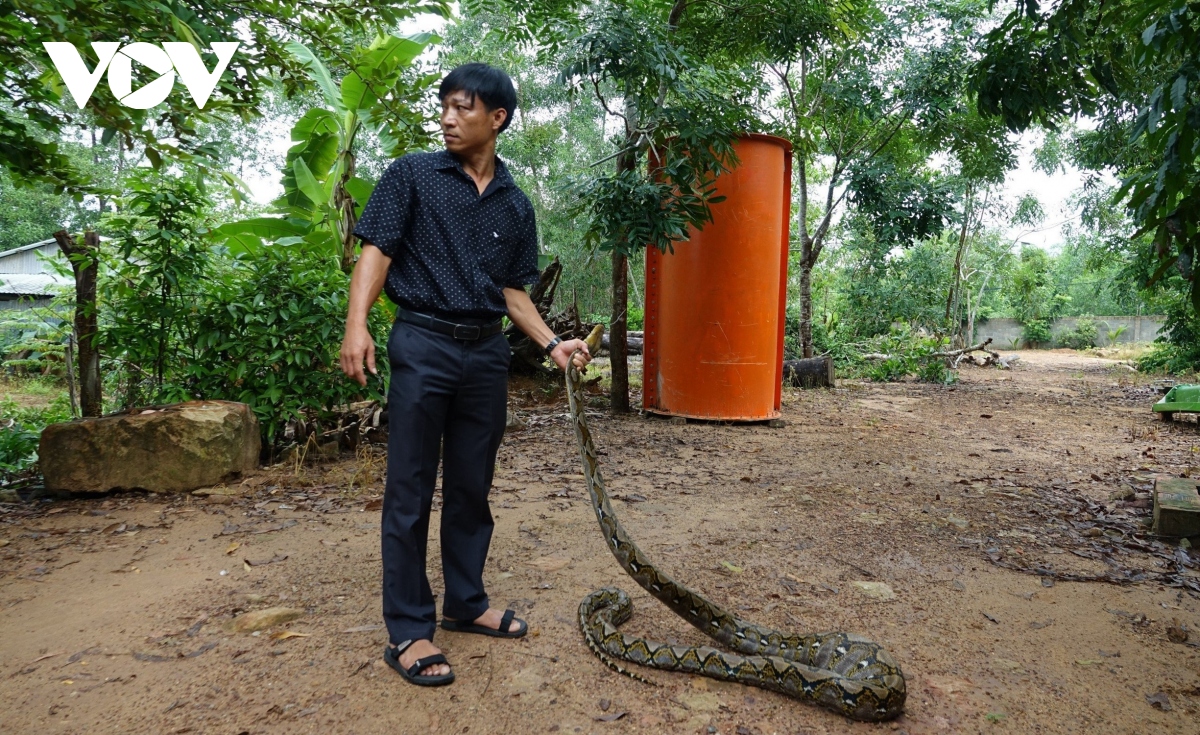 Phú Quốc: Thả rùa núi vàng và trăn gấm về với tự nhiên