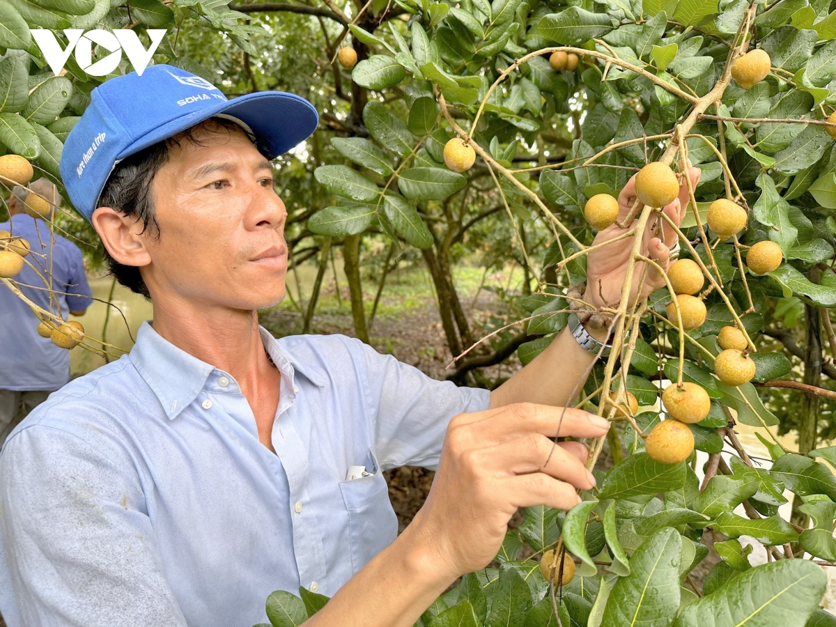 lien ket de xay dung vung nguyen lieu, bai hoc trong xuat khau nong san hinh anh 1