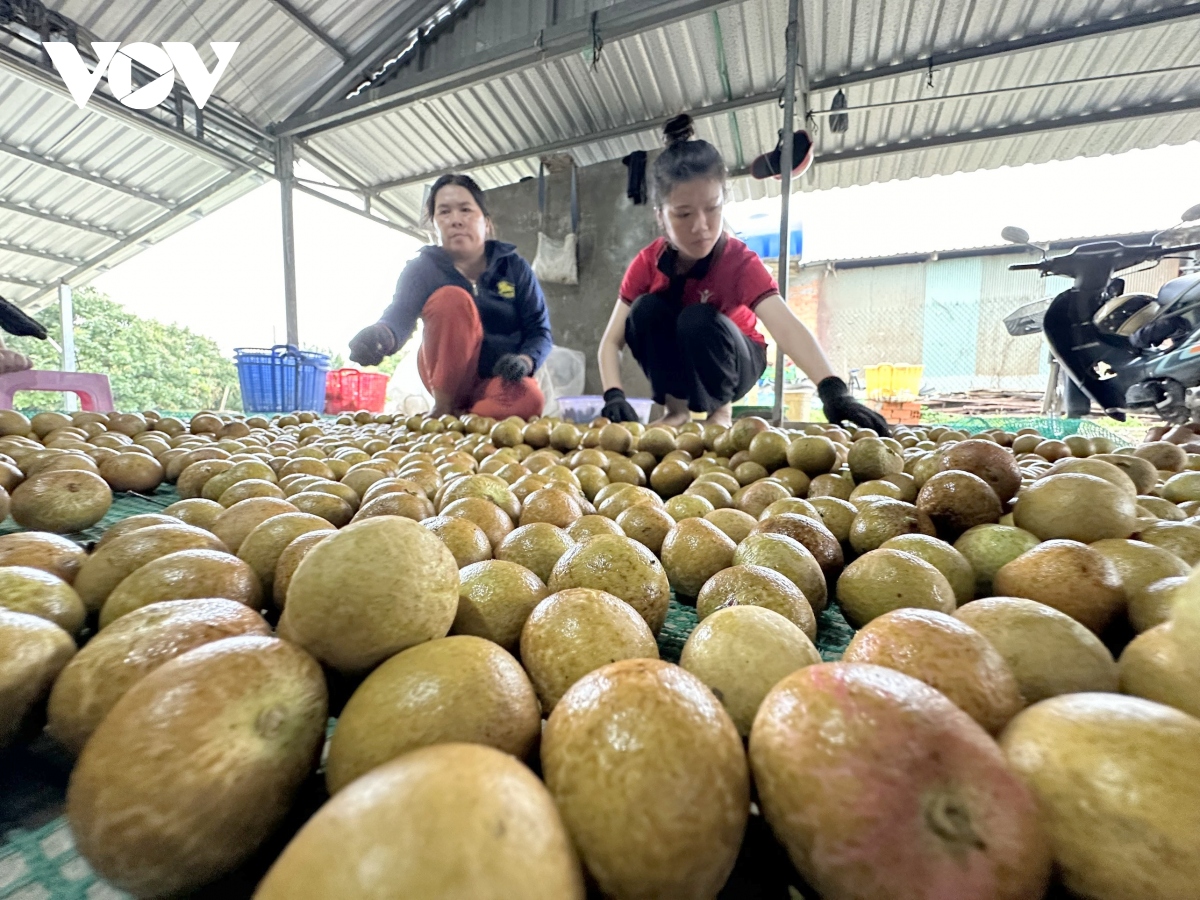 lien ket de xay dung vung nguyen lieu, bai hoc trong xuat khau nong san hinh anh 2